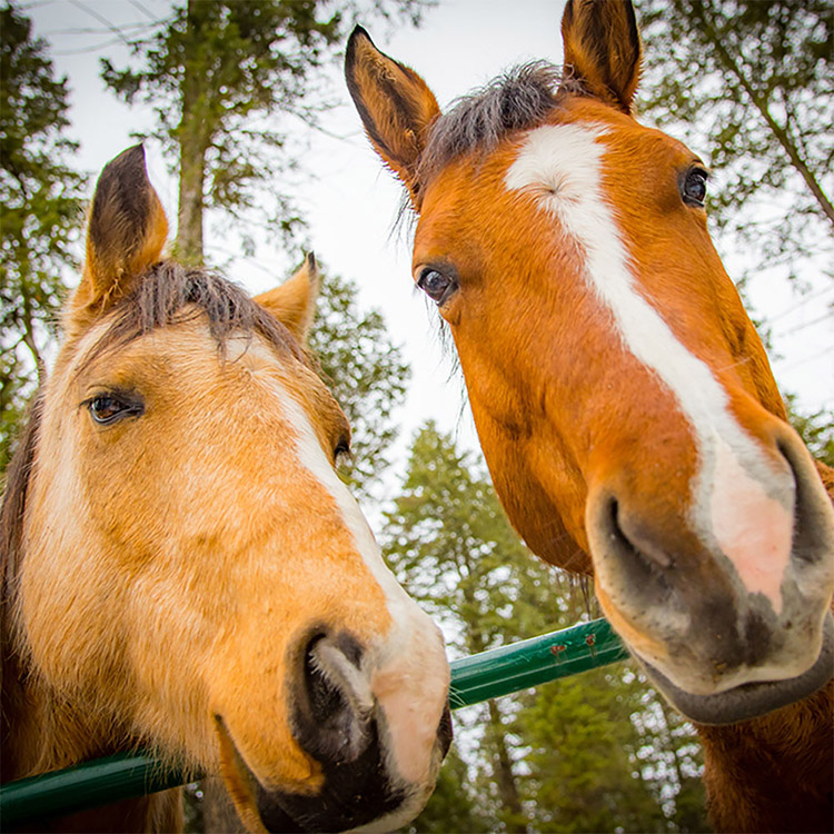 Two Bear Therapeutic Riding Center