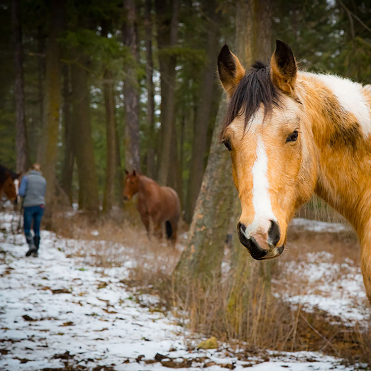 Two Bear Therapeutic Riding Center