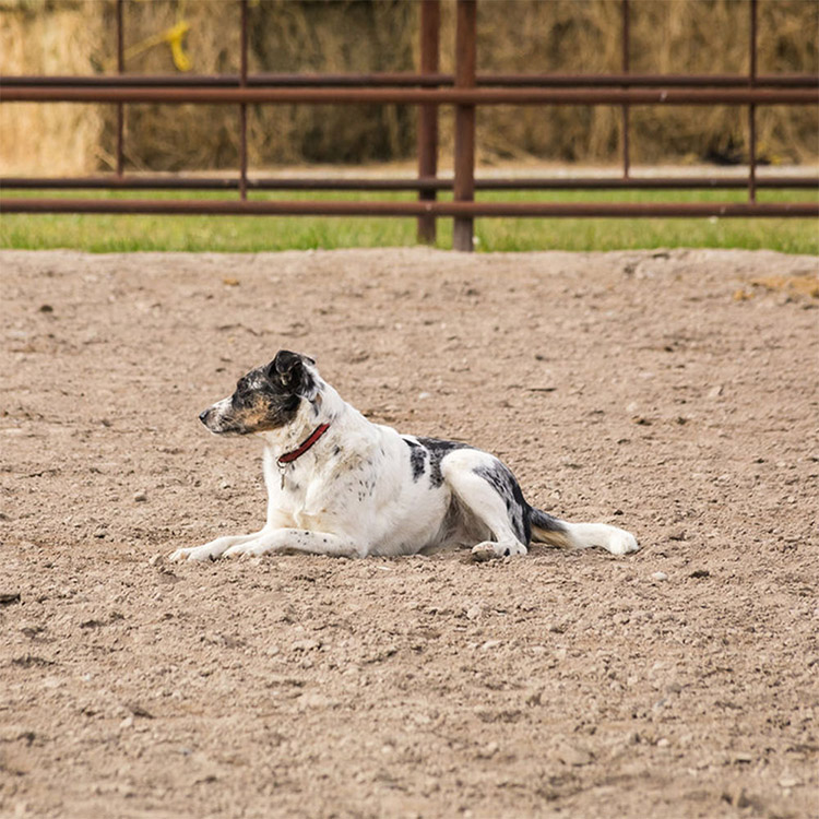 Two Bear Therapeutic Riding Center