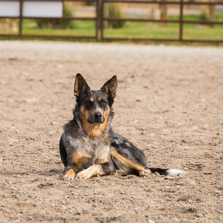 Two Bear Therapeutic Riding Center