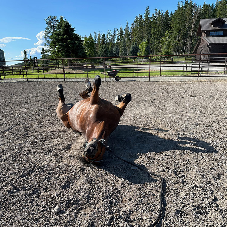 Two Bear Therapeutic Riding Center