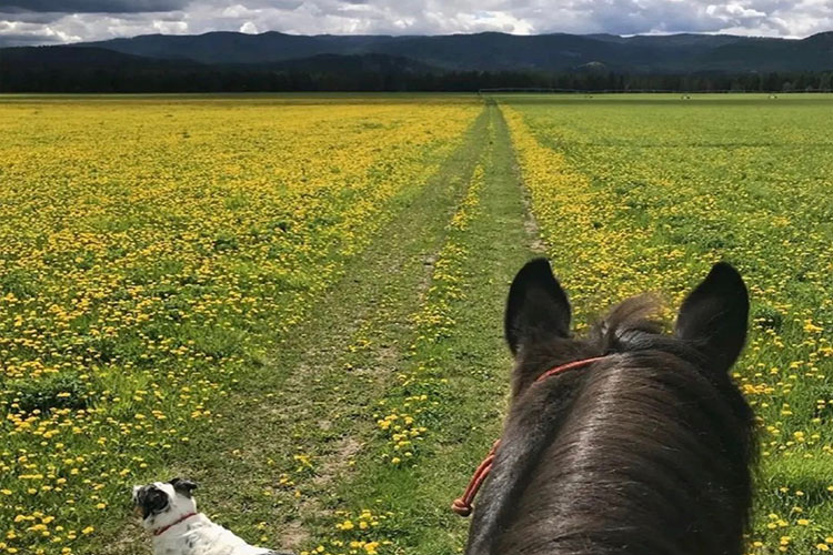 Two Bear Therapeutic Riding Center