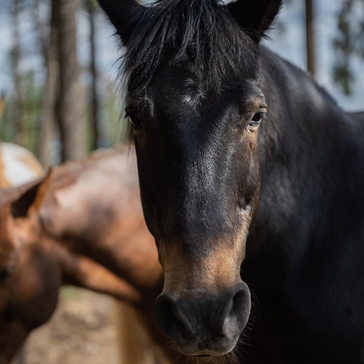 Two Bear Therapeutic Riding Center