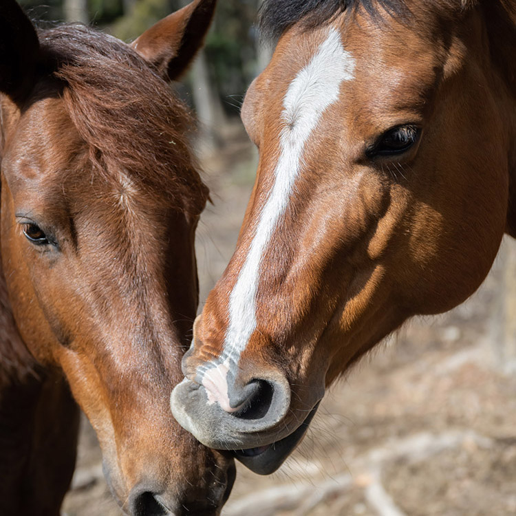 Two Bear Therapeutic Riding Center